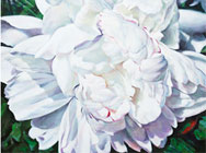 Peony#4