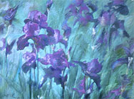 Iris Flags